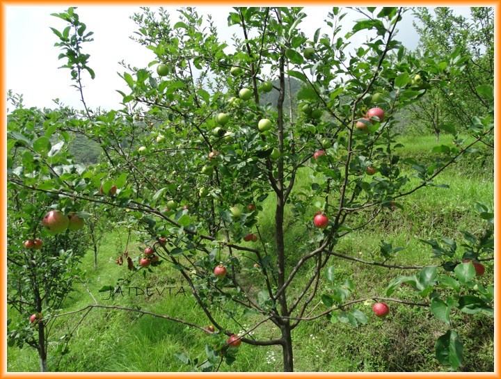 बीमा कंपनियों की बेरुखी