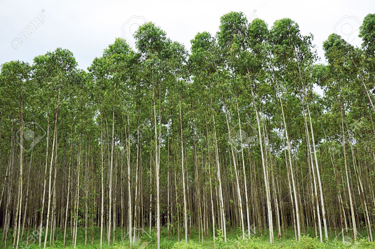 उत्तराखण्ड के जंगलो से हटेगा यूकलिप्टस…