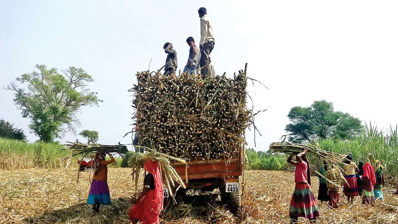 योगी सरकार के नए फरमान ने बढ़ाया गन्ना किसानों की मुसीबत, विपक्ष हुआ हमलावर