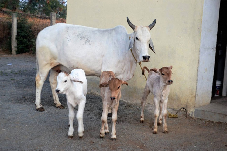 अमेरिकन टेक्निक से पहली बछिया