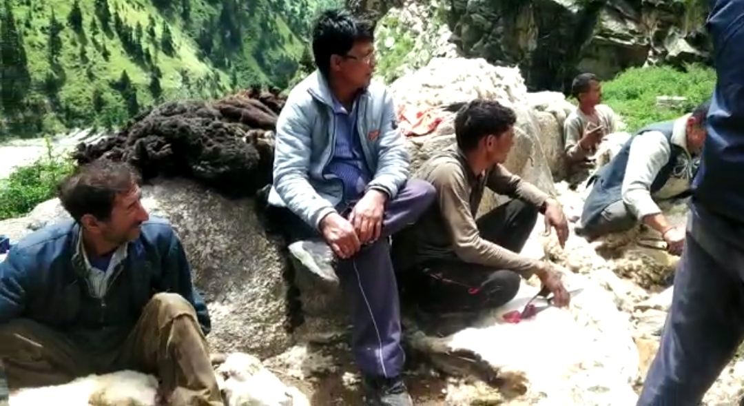 कोरोना ने बढाई सीमांत भेड़पालकों की परेशानियां