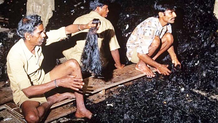 मुंडन के बालों की तस्करी से आंद्रा की राजनीति में आया उबाल 