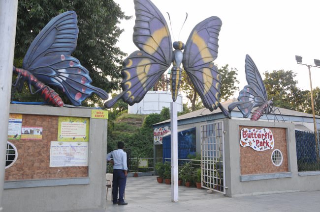 दि संडे पोस्ट विशेष: खतरे में तितलियां