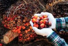 Palm Oil