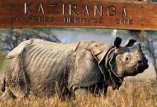kaziranga