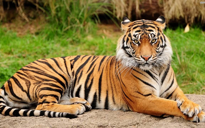बाघों के लिए भी बेहद घातक रहा 2021