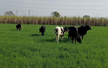 गौ सफारी से बच पाएगी किसानों की फसलें?