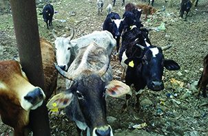 गौ भक्त राज में गौ माता की सरकारी नीलामी