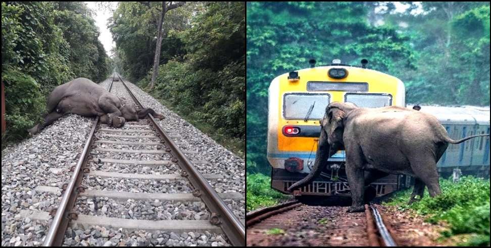 हाई स्पीड ट्रेनों ने बढ़ाई जानवरों की मौत की रफ्तार