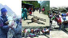 पशुपति नाथ के पथ पर पशुओं से अत्याचार