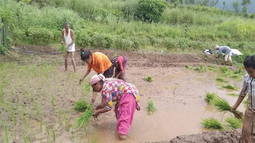 रिवर्स माइग्रेशन का बर्सू मॉडल