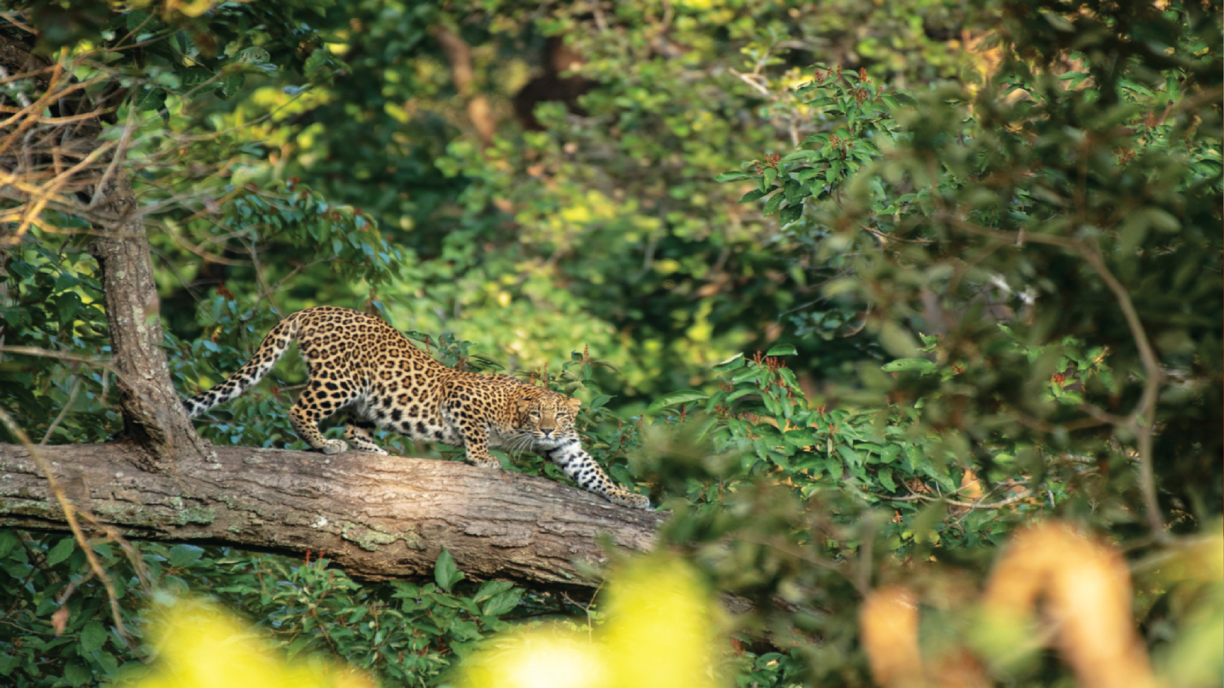 मानव और वन्य संघर्ष से थर्राया उत्तराखण्ड