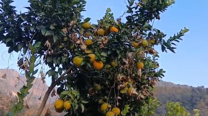 जन धन की लूट, लूट सके तो लूट