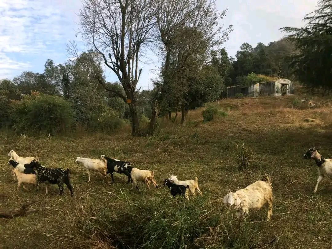 उत्तराखण्ड में जमीनों की लूट/भाग-4 : बाड़ ही खेत को खाने लगी है